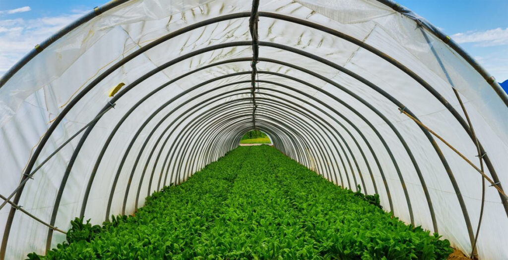 سازه گلخانه- گلخانه تونلی بصورت حلقوی است.