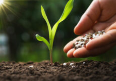 کود گلخانه‌ای، غنای لازم را برای گیاهان فراهم می‌کند.