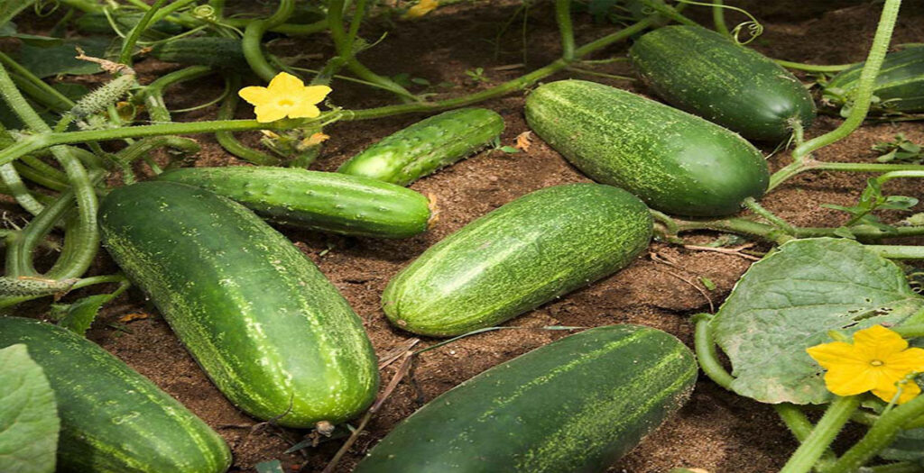 کود گلخانه‌ای - کود خیار گلخانه‌ای