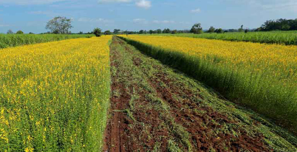 کود گلخانه‌ای- کود کمپوست یا سبز از گیاهان تخمیر و پوسیده شده بدست می آید.