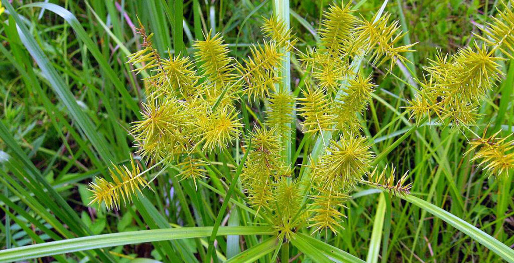 علف‌های هرز گلخانه- انواع علف‌های هرز گلخانه