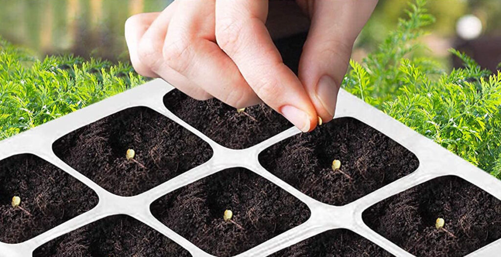 نهاده گلخانه-بذر