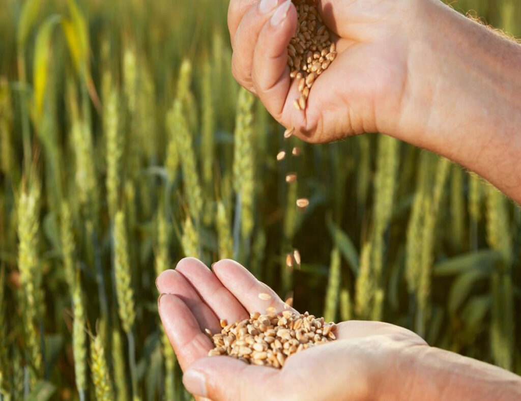 بذر گلخانه، تخم گیاه یا seed است که مسئول یت تولید مثل و تکثیر گیاه را به عهده دارد.