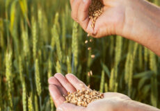 بذر گلخانه، تخم گیاه یا seed است که مسئول یت تولید مثل و تکثیر گیاه را به عهده دارد.