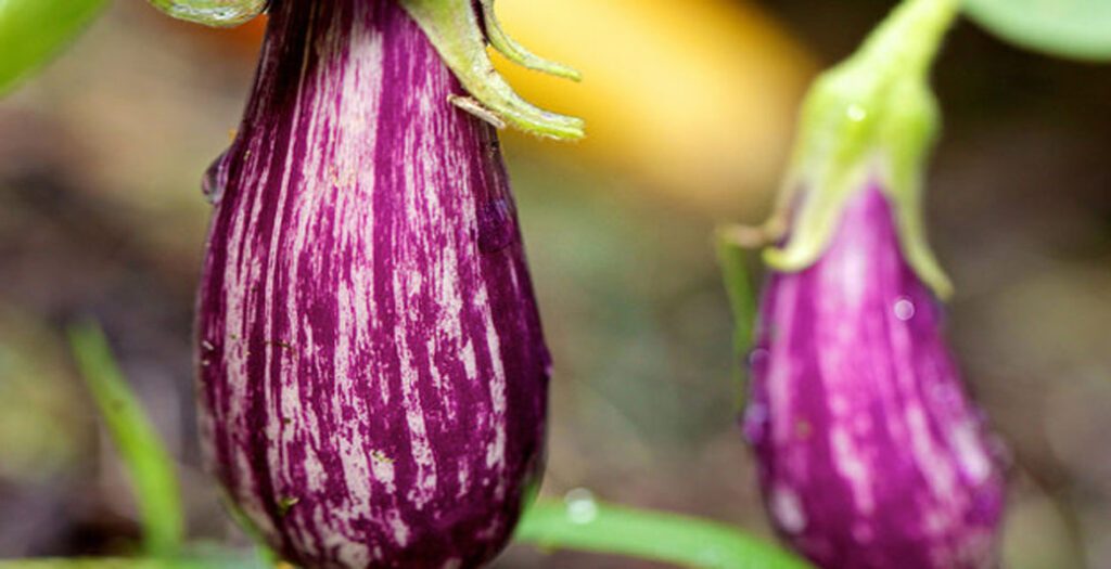 بیماری‌های گلخانه - بیماری‌های بادمجان گلخانه‌ای