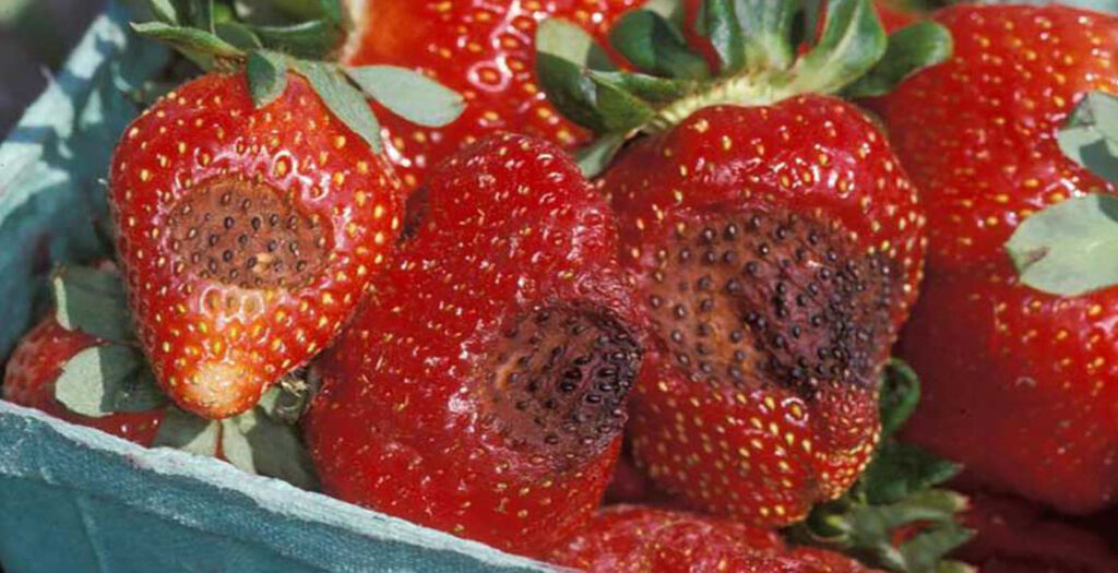 بیماری‌های گلخانه - بیماری‌های توت‌فرنگی گلخانه