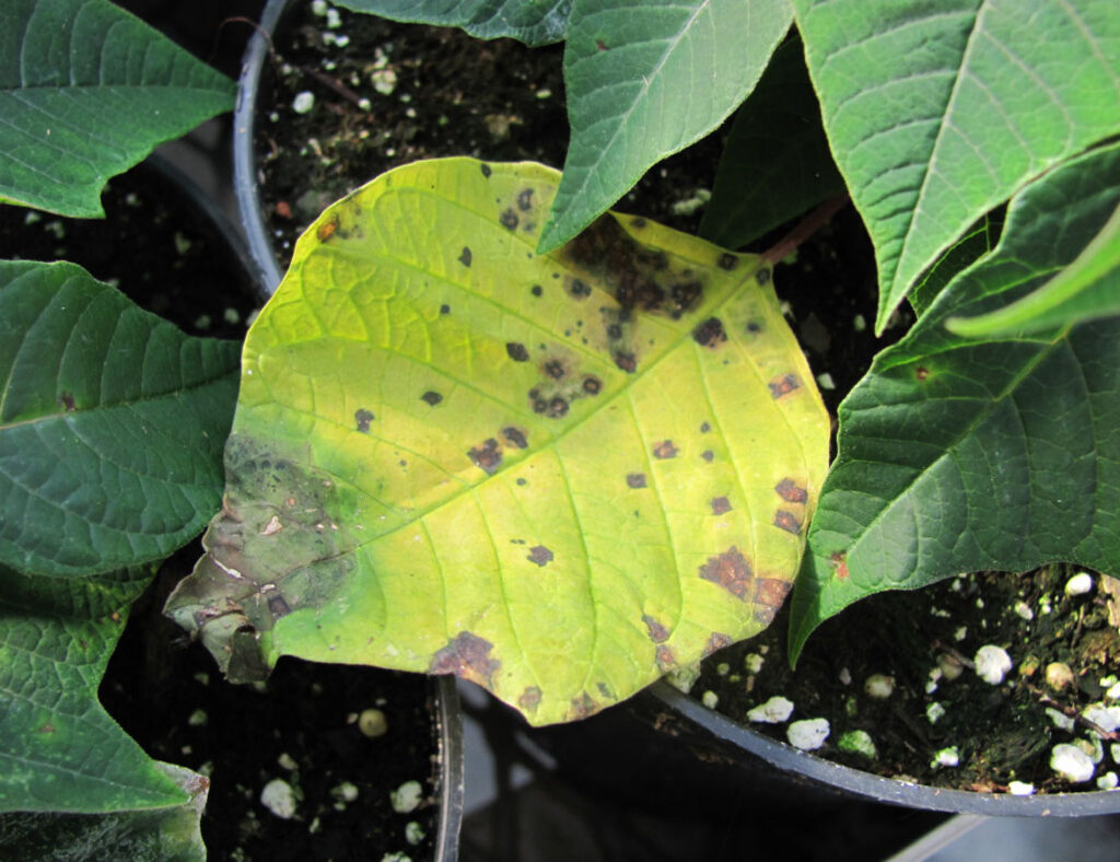 بیماری‌های گلخانه به دو گروه انگلی و غیرانگلی تقسیم می‌شوند.