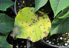 بیماری‌های گلخانه به دو گروه انگلی و غیرانگلی تقسیم می‌شوند.