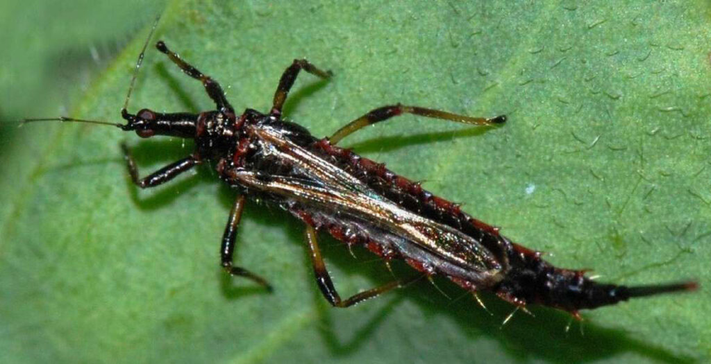 آفت گلخانه - آفت تریپس گلخانه