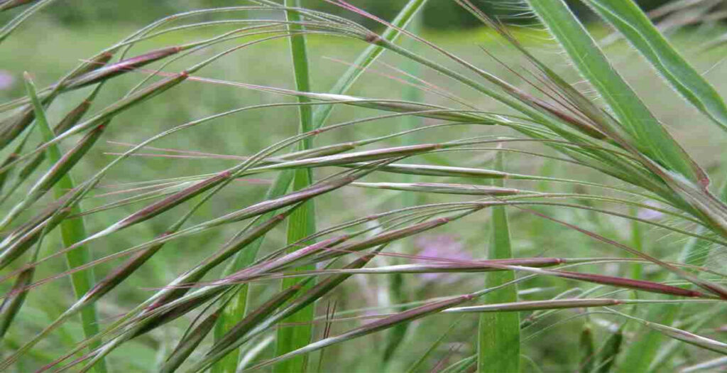 علف های هرز گلخانه - علف هرز نازک برگ