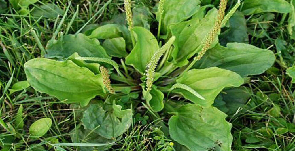 علف‌های هرز گلخانه - علف هرز پهن‌برگ