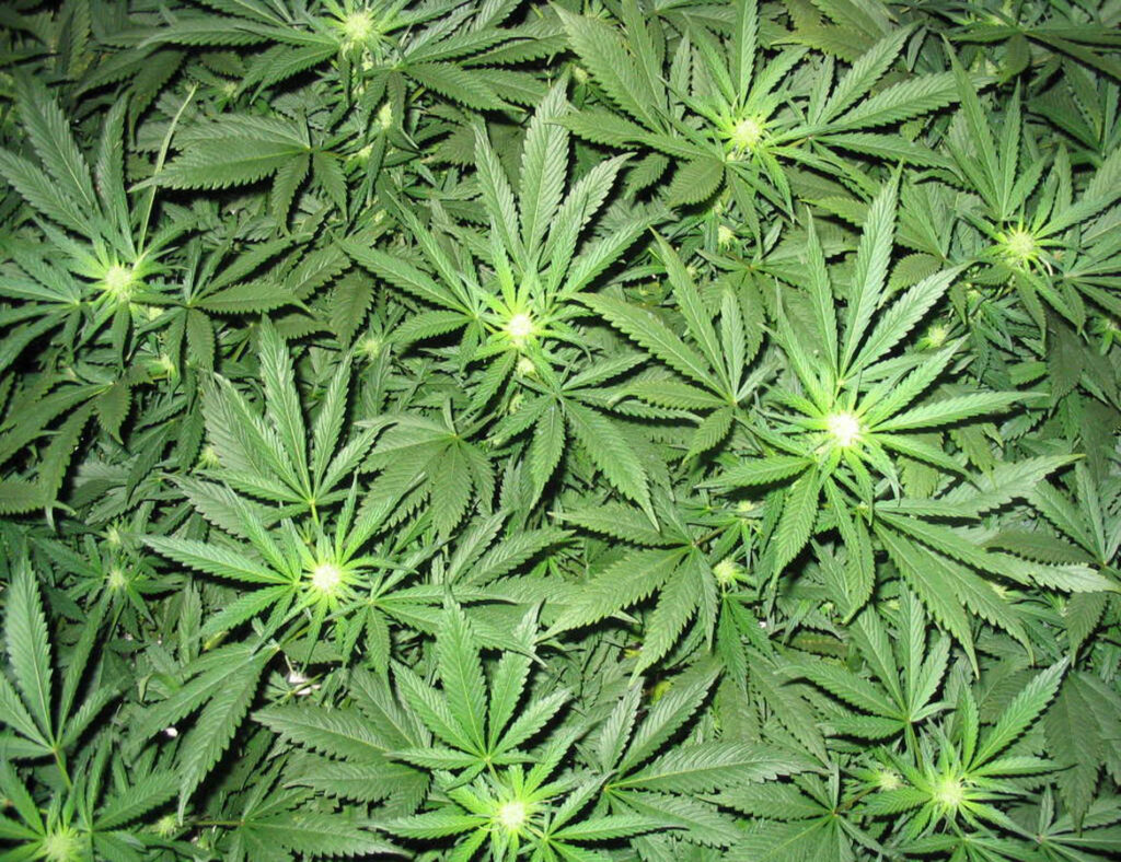 علف‌های هرز گلخانه، هر نوعی از گیاه هستند که به صورت ناخواسته، عاملی مزاحم و برخلاف میل کشاورز در گلخانه رشد می‌یابند.