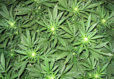 علف‌های هرز گلخانه، هر نوعی از گیاه هستند که به صورت ناخواسته، عاملی مزاحم و برخلاف میل کشاورز در گلخانه رشد می‌یابند.