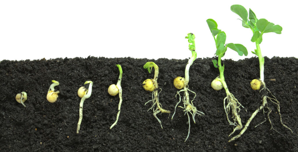 بذر گلخانه - مراحل رشد بذر