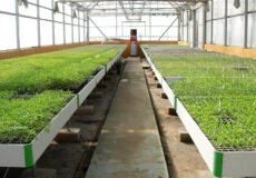 نهاده گلخانه