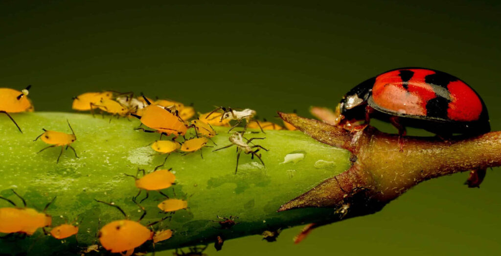 سم گلخانه - مبارزه بیولوژیکی توسط حشرات