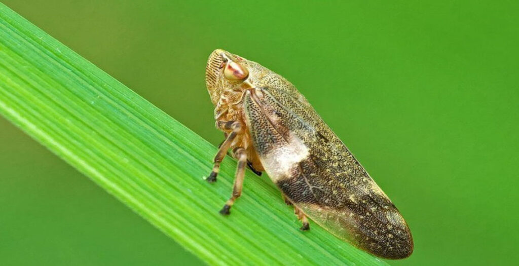 آفت گلخانه - آفت زنجرک