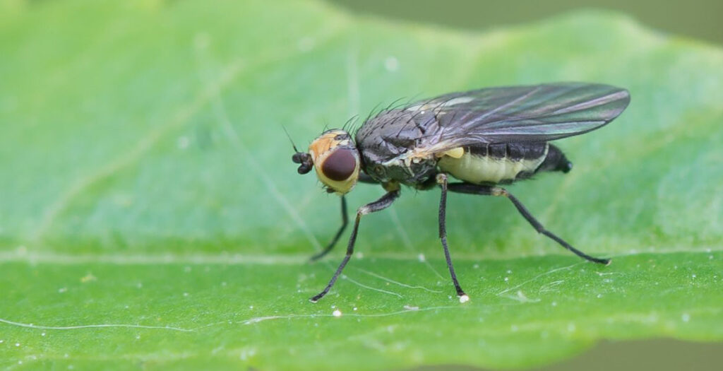 آفت گلخانه - آفت مینوز