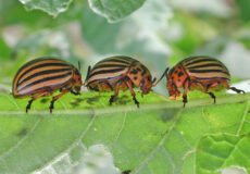 آفت گلخانه - کنترل و مدیریت آفات