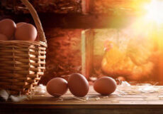 راه اندازی مرغداری تخمگذار