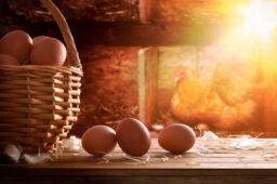 راه اندازی مرغداری تخمگذار