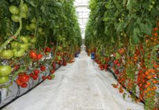 گلخانه هیدروپونیک