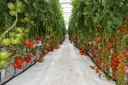 گلخانه هیدروپونیک