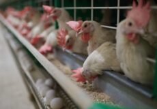 مشاوره مرغداری