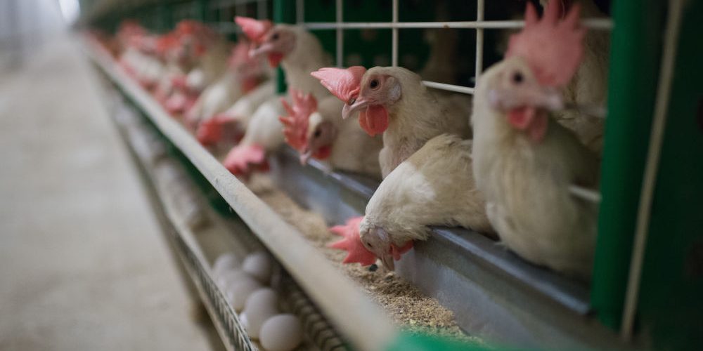 مشاوره مرغداری