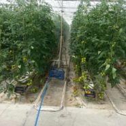 دستگاه سمپاشی گلخانه دستی ۳