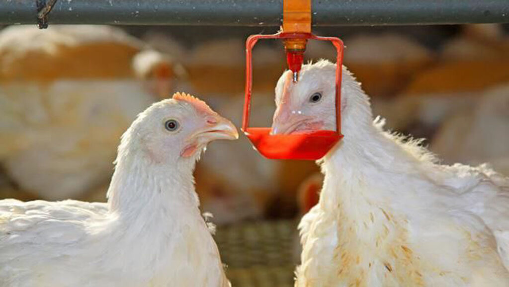 آبخوری مرغداری