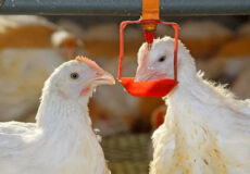 آبخوری مرغداری