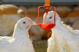 آبخوری مرغداری