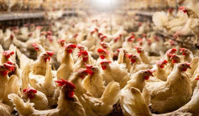 پایش و ارزیابی راه اندازی مرغداری گوشتی