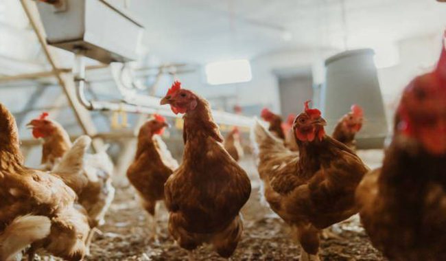 مراحل راه اندازی مرغداری گوشتی