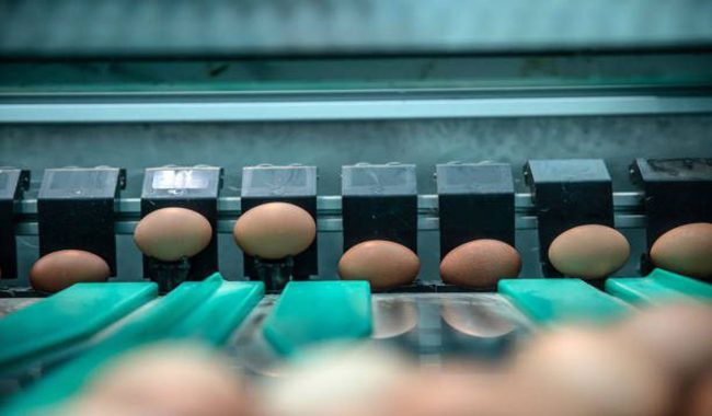 موفقیت در راه اندازی مرغداری تخمگذار