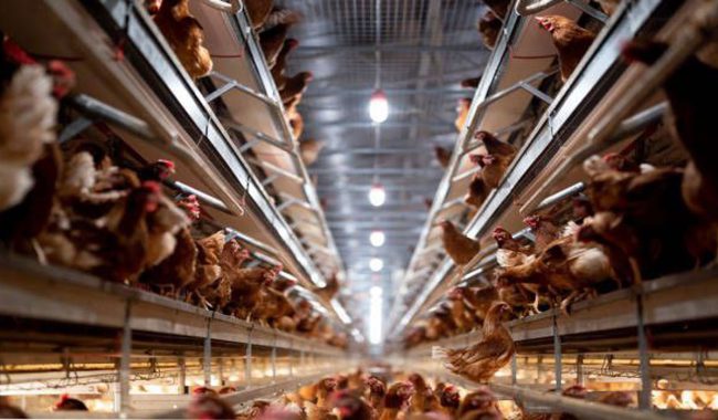 راه اندازی مرغداری تخمگذار اتوماتیک