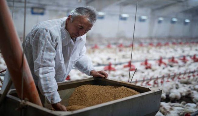 راه اندازی مرغداری تخمگذار