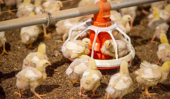 photo_5944931987406043769_y