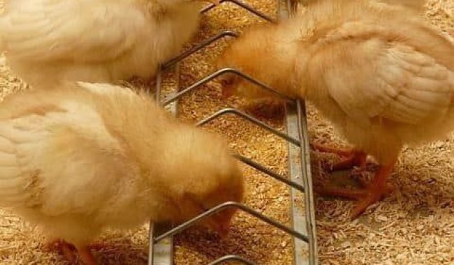 دانخوری ناودانی