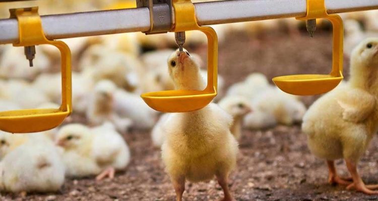 آبخوری نیپل