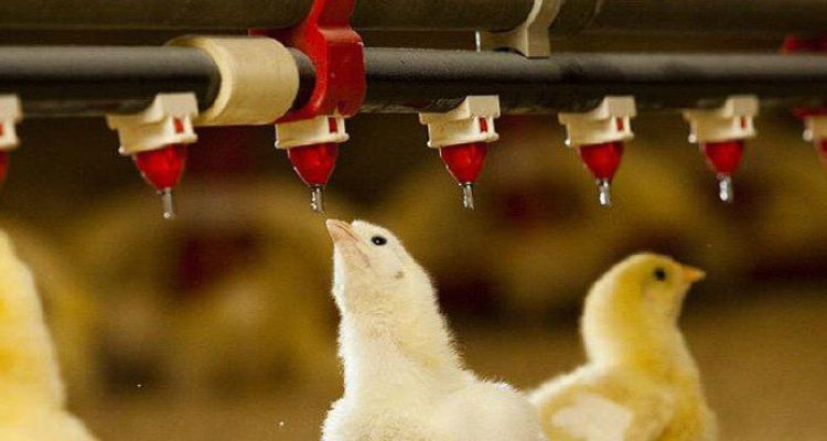 نیپل دانخوری