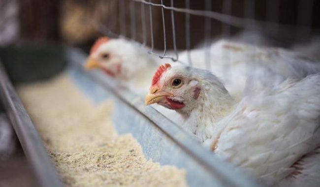 photo_5944931987406043782_x